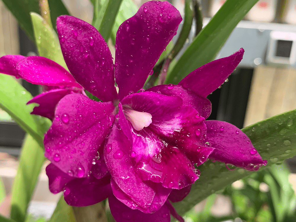 Services Austin Orchid Exchange